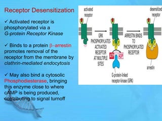 Receptor Desensitization
 Activated receptor is
phosphorylated via a
G-protein Receptor Kinase
 Binds to a protein arrestin
promotes removal of the
receptor from the membrane by
clathrin-mediated endocytosis
 May also bind a cytosolic
Phosphodiesterase, bringing
this enzyme close to where
cAMP is being produced,
contributing to signal turnoff
 