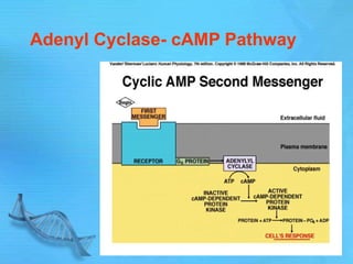 Adenyl Cyclase- cAMP Pathway
 