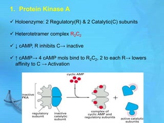 1. Protein Kinase A
 Holoenzyme: 2 Regulatory(R) & 2 Catalytic(C) subunits
 Heterotetramer complex R2C2
 ↓ cAMP, R inhibits C→ inactive
 ↑ cAMP→ 4 cAMP mols bind to R2C2, 2 to each R→ lowers
affinity to C → Activation
 