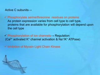 Active C subunits→
 Phosphorylate serine/threonine residues on proteins
As protein expression varies from cell type to cell type,
proteins that are available for phosphorylation will depend upon
the cell type
 Phosphorylation of ion channels→ Regulation
(Ca2+ activated K+ channel activation & Na+/K+ ATPase)
 Inhibition of Myosin Light Chain Kinase
 