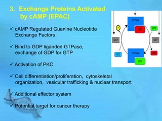 3. Exchange Proteins Activated
by cAMP (EPAC)
 cAMP Regulated Guanine Nucleotide
Exchange Factors
 Bind to GDP liganded GTPase,
exchange of GDP for GTP
 Activation of PKC
 Cell differentiation/proliferation, cytoskeletal
organization, vesicular trafficking & nuclear transport
 Additional effector system
 Potential target for cancer therapy
 