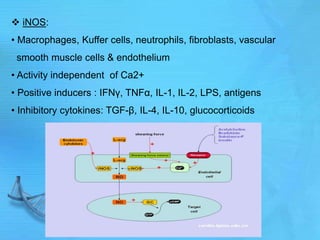  iNOS:
• Macrophages, Kuffer cells, neutrophils, fibroblasts, vascular
smooth muscle cells & endothelium
• Activity independent of Ca2+
• Positive inducers : IFNγ, TNFα, IL-1, IL-2, LPS, antigens
• Inhibitory cytokines: TGF-β, IL-4, IL-10, glucocorticoids
 