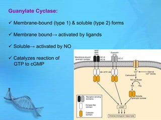 Guanylate Cyclase:
 Membrane-bound (type 1) & soluble (type 2) forms
 Membrane bound→ activated by ligands
 Soluble→ activated by NO
 Catalyzes reaction of
GTP to cGMP
 