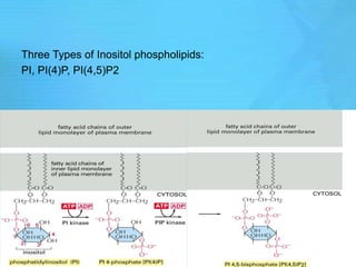 Three Types of Inositol phospholipids:
PI, PI(4)P, PI(4,5)P2
 