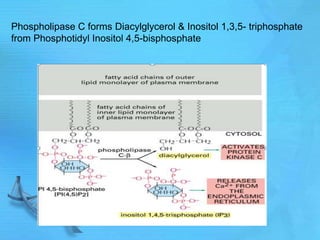 Phospholipase C forms Diacylglycerol & Inositol 1,3,5- triphosphate
from Phosphotidyl Inositol 4,5-bisphosphate
 