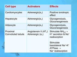 Cell type Activators Effects
Cardiomyocytes Adrenergic(α1) Positive ionotropic
effect
Hepatocyte Adrenergic(α1) Glycogenolysis,
Gluconeogenesis
Adipocyte Adrenergic(α1) Glycogenolysis,
Gluconeogenesis
Proximal
Convoluted tubule
Angiotensin II (AT1)
Adrenergic (α1)
Stimulate NHE3→
H+ secretion & Na+
reabsorption
Stimulate
basolateral Na+-K+
ATPase →
Na+ reabsorption
 