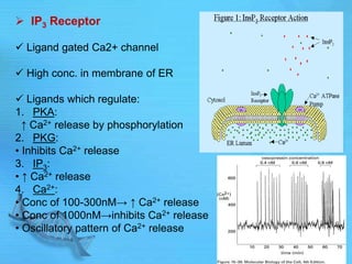  IP3 Receptor
 Ligand gated Ca2+ channel
 High conc. in membrane of ER
 Ligands which regulate:
1. PKA:
↑ Ca2+ release by phosphorylation
2. PKG:
• Inhibits Ca2+ release
3. IP3:
• ↑ Ca2+ release
4. Ca2+:
• Conc of 100-300nM→ ↑ Ca2+ release
• Conc of 1000nM→inhibits Ca2+ release
• Oscillatory pattern of Ca2+ release
 