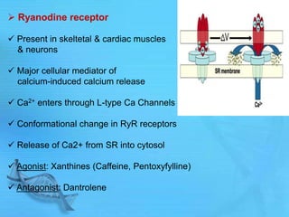  Ryanodine receptor
 Present in skeltetal & cardiac muscles
& neurons
 Major cellular mediator of
calcium-induced calcium release
 Ca2+ enters through L-type Ca Channels
 Conformational change in RyR receptors
 Release of Ca2+ from SR into cytosol
 Agonist: Xanthines (Caffeine, Pentoxyfylline)
 Antagonist: Dantrolene
 