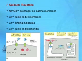  Calcium Reuptake
 Na+/Ca2+ exchanger on plasma membrane
 Ca2+ pump on ER membrane
 Ca2+ binding molecules
 Ca2+ pump on Mitochondia
 