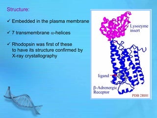 Structure:
 Embedded in the plasma membrane
 7 transmembrane -helices
 Rhodopsin was first of these
to have its structure confirmed by
X-ray crystallography
-Adrenergic
Receptor
PDB 2RH1
Lysozyme
insert
ligand
 
