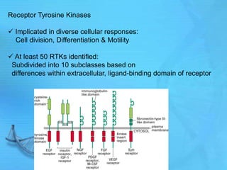 Receptor Tyrosine Kinases
 Implicated in diverse cellular responses:
Cell division, Differentiation & Motility
 At least 50 RTKs identified:
Subdivided into 10 subclasses based on
differences within extracellular, ligand-binding domain of receptor
 