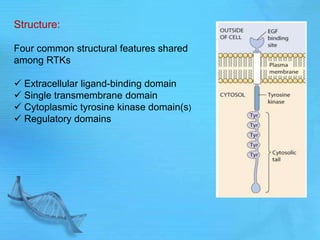 Structure:
Four common structural features shared
among RTKs
 Extracellular ligand-binding domain
 Single transmembrane domain
 Cytoplasmic tyrosine kinase domain(s)
 Regulatory domains
 