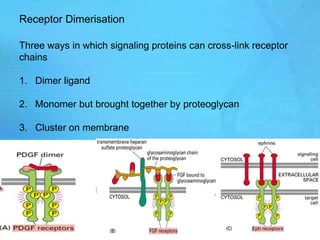 Receptor Dimerisation
Three ways in which signaling proteins can cross-link receptor
chains
1. Dimer ligand
2. Monomer but brought together by proteoglycan
3. Cluster on membrane
 