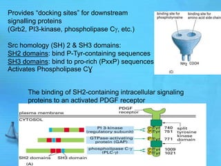 Provides “docking sites” for downstream
signalling proteins
(Grb2, PI3-kinase, phospholipase C , etc.)
Src homology (SH) 2 & SH3 domains:
SH2 domains: bind P-Tyr-containing sequences
SH3 domains: bind to pro-rich (PxxP) sequences
Activates Phospholipase CƔ
The binding of SH2-containing intracellular signaling
proteins to an activated PDGF receptor
 