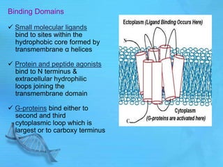 Binding Domains
 Small molecular ligands
bind to sites within the
hydrophobic core formed by
transmembrane α helices
 Protein and peptide agonists
bind to N terminus &
extracellular hydrophilic
loops joining the
transmembrane domain
 G-proteins bind either to
second and third
cytoplasmic loop which is
largest or to carboxy terminus
 