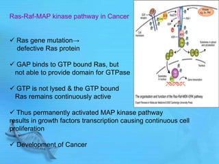 Ras-Raf-MAP kinase pathway in Cancer
 Ras gene mutation→
defective Ras protein
 GAP binds to GTP bound Ras, but
not able to provide domain for GTPase
 GTP is not lysed & the GTP bound
Ras remains continuously active
 Thus permanently activated MAP kinase pathway
results in growth factors transcription causing continuous cell
proliferation
 Development of Cancer
 