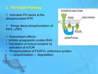 2. PI3 Kinase Pathway
 Activated PI3 docks at the
phosphorylated RTK
 Brings about phosphorylation of
PIP2→PIP3
 Downstream effects:
• Inhibits proapoptotic protein BAX
• Translation of tumour proteins by
activation of mTOR
• Phosphorylation of FOXFO, antitumour protein,
→ ubiquitinisation→ degradation
 