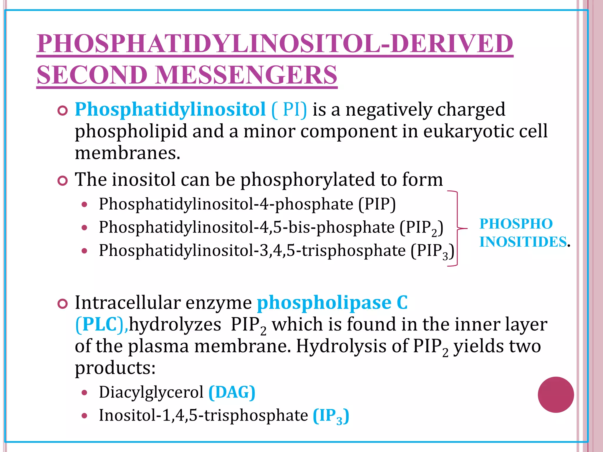 PHOSPHATIDYLINOSITOL-DERIVED
SECOND MESSENGERS
 Phosphatidylinositol ( PI) is a negatively charged
phospholipid and a minor component in eukaryotic cell
membranes.
 The inositol can be phosphorylated to form
 Phosphatidylinositol-4-phosphate (PIP)
 Phosphatidylinositol-4,5-bis-phosphate (PIP2)
 Phosphatidylinositol-3,4,5-trisphosphate (PIP3)
 Intracellular enzyme phospholipase C
(PLC),hydrolyzes PIP2 which is found in the inner layer
of the plasma membrane. Hydrolysis of PIP2 yields two
products:
 Diacylglycerol (DAG)
 Inositol-1,4,5-trisphosphate (IP3)
PHOSPHO
INOSITIDES.
 