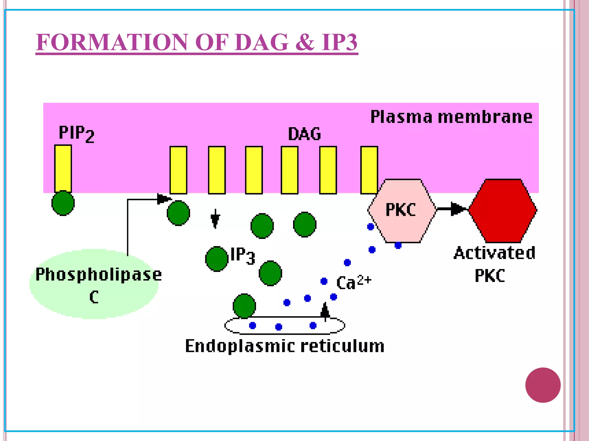 FORMATION OF DAG & IP3
 