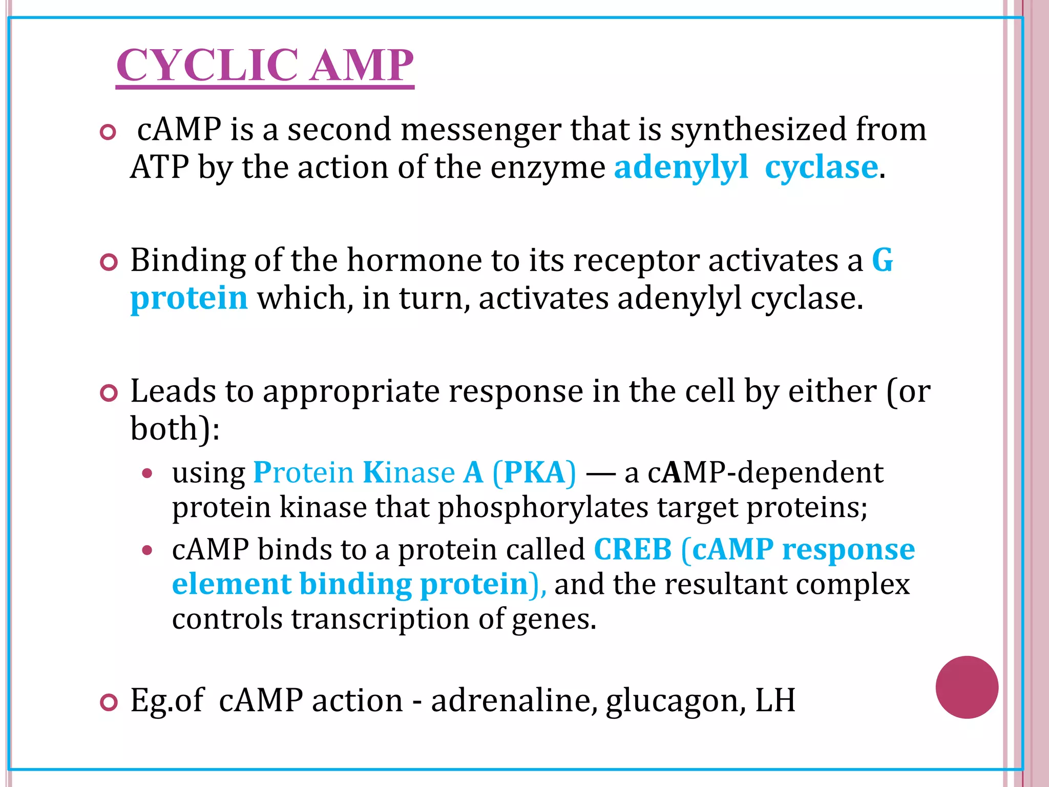 CYCLIC AMP
 cAMP is a second messenger that is synthesized from
ATP by the action of the enzyme adenylyl cyclase.
 Binding of the hormone to its receptor activates a G
protein which, in turn, activates adenylyl cyclase.
 Leads to appropriate response in the cell by either (or
both):
 using Protein Kinase A (PKA) — a cAMP-dependent
protein kinase that phosphorylates target proteins;
 cAMP binds to a protein called CREB (cAMP response
element binding protein), and the resultant complex
controls transcription of genes.
 Eg.of cAMP action - adrenaline, glucagon, LH
 