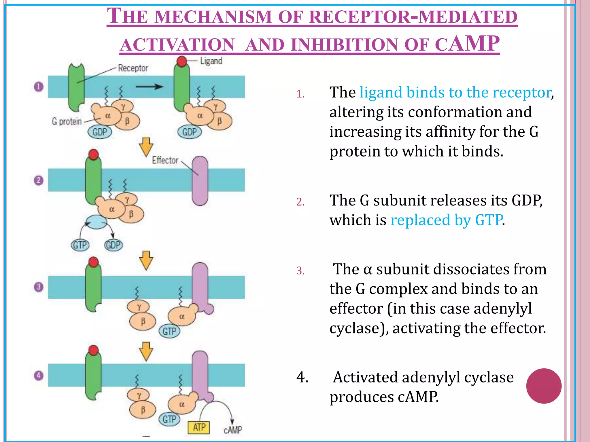 1. The ligand binds to the receptor,
altering its conformation and
increasing its affinity for the G
protein to which it binds.
2. The G subunit releases its GDP,
which is replaced by GTP.
3. The α subunit dissociates from
the G complex and binds to an
effector (in this case adenylyl
cyclase), activating the effector.
4. Activated adenylyl cyclase
produces cAMP.
THE MECHANISM OF RECEPTOR-MEDIATED
ACTIVATION AND INHIBITION OF CAMP
 