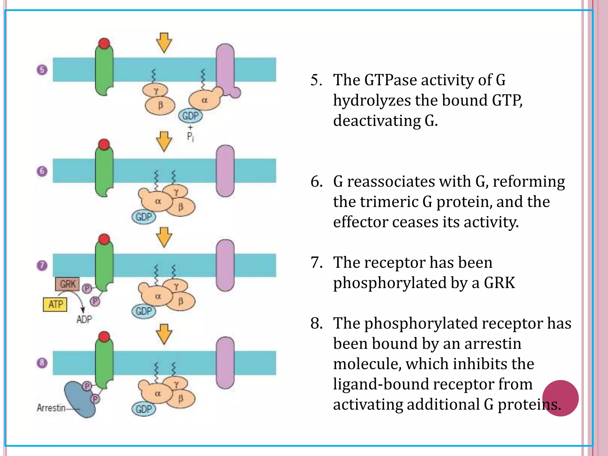 5. The GTPase activity of G
hydrolyzes the bound GTP,
deactivating G.
6. G reassociates with G, reforming
the trimeric G protein, and the
effector ceases its activity.
7. The receptor has been
phosphorylated by a GRK
8. The phosphorylated receptor has
been bound by an arrestin
molecule, which inhibits the
ligand-bound receptor from
activating additional G proteins.
 