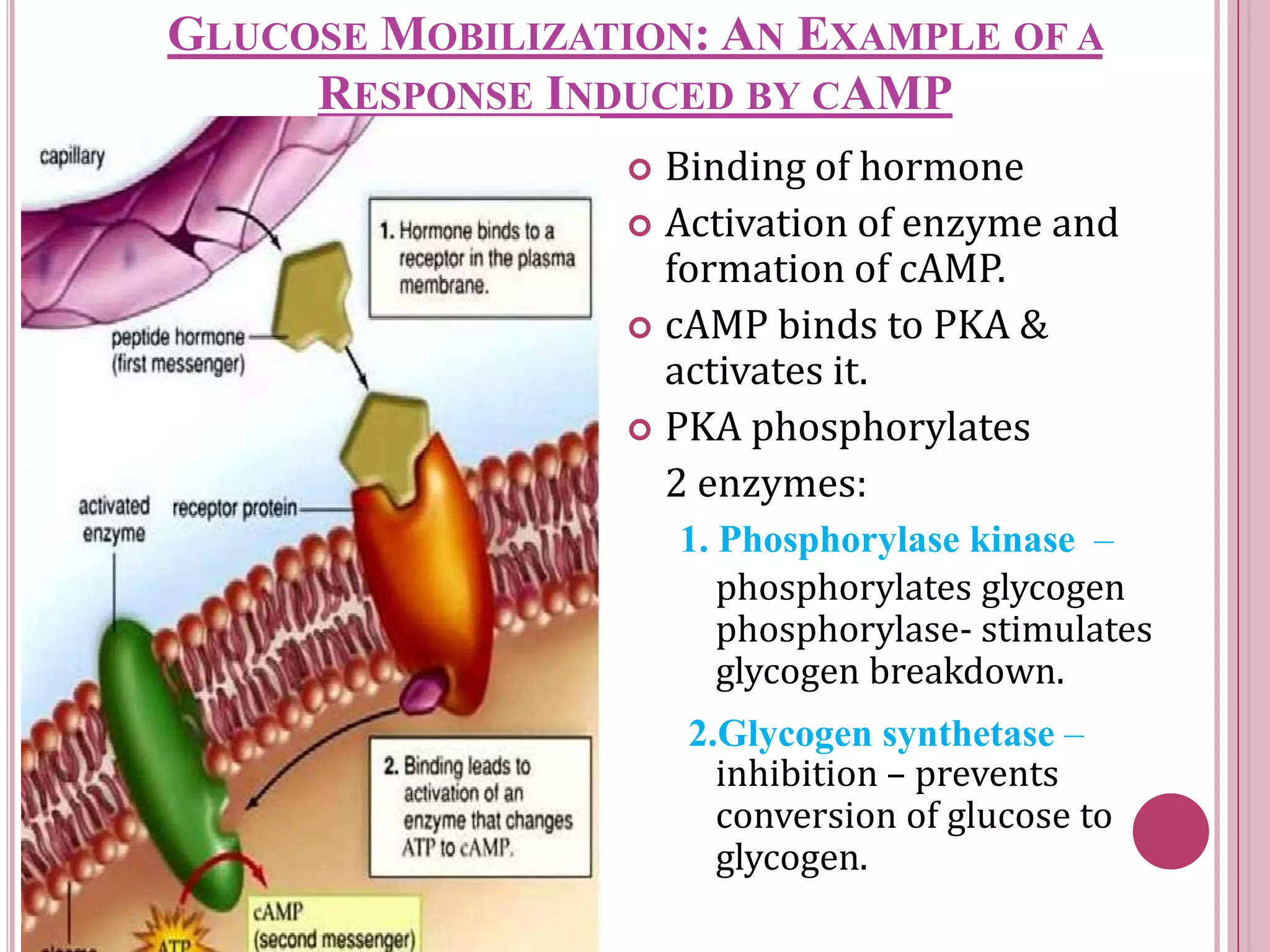 GLUCOSE MOBILIZATION: AN EXAMPLE OF A
RESPONSE INDUCED BY CAMP
 Binding of hormone
 Activation of enzyme and
formation of cAMP.
 cAMP binds to PKA &
activates it.
 PKA phosphorylates
2 enzymes:
phosphorylates glycogen
phosphorylase- stimulates
glycogen breakdown.
inhibition – prevents
conversion of glucose to
glycogen.
1. Phosphorylase kinase –
2.Glycogen synthetase –
 