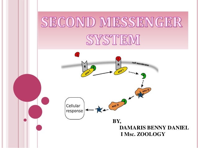 second messenger system second messenger