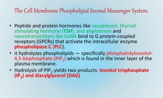 The Cell Membrane Phospholipid Second Messenger System.
• Peptide and protein hormones like vasopressin, thyroid-
stimulating hormone (TSH), and angiotensin and
neurotransmitters like GABA bind to G protein-coupled
receptors (GPCRs) that activate the intracellular enzyme
phospholipase C (PLC).
• it hydrolyzes phospholipids — specifically phosphatidylinositol-
4,5-bisphosphate (PIP2) which is found in the inner layer of the
plasma membrane.
• Hydrolysis of PIP2 yields two products: Inositol trisphosphate
(IP3) and diacylglycerol (DAG)
 