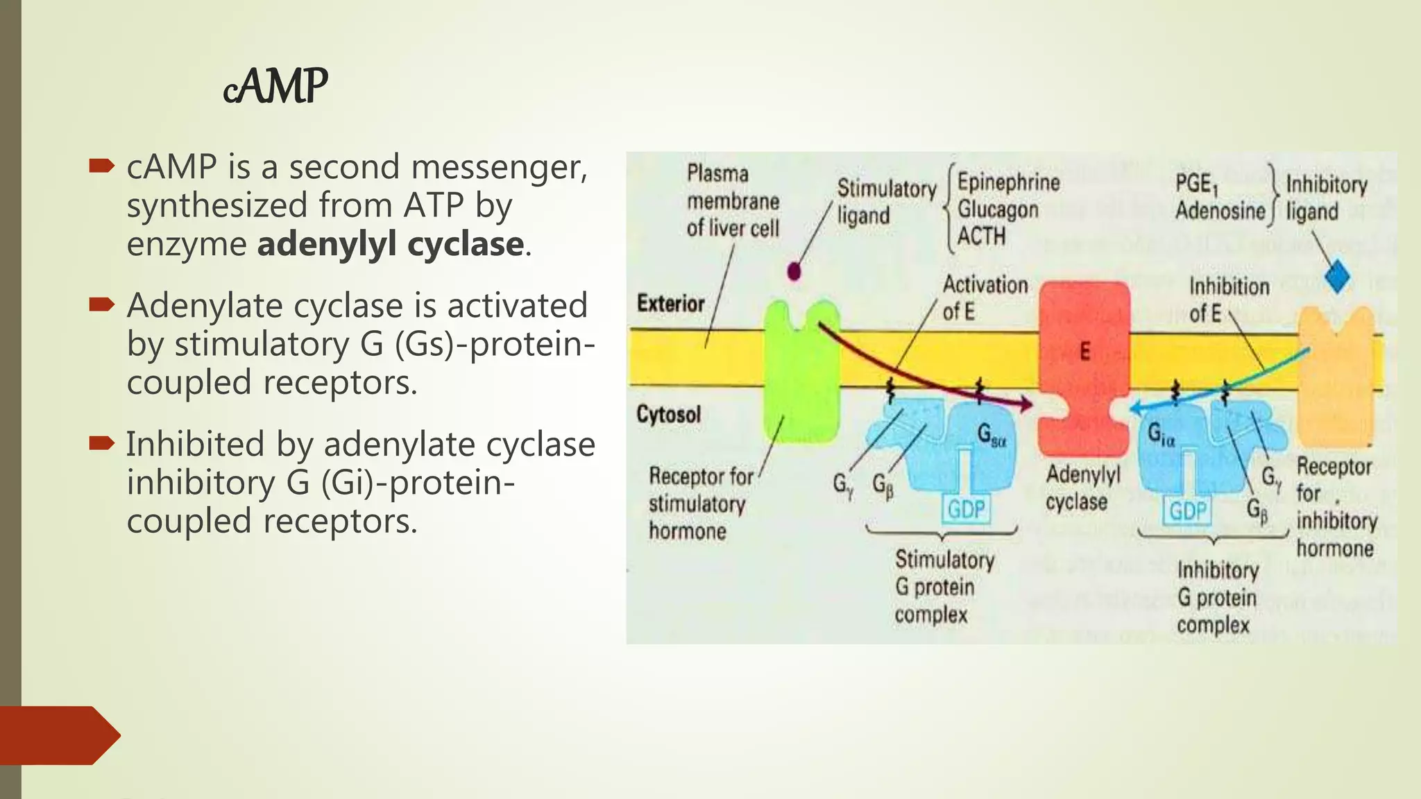 cAMP
 cAMP is a second messenger,
synthesized from ATP by
enzyme adenylyl cyclase.
 Adenylate cyclase is activated
by stimulatory G (Gs)-protein-
coupled receptors.
 Inhibited by adenylate cyclase
inhibitory G (Gi)-protein-
coupled receptors.
 