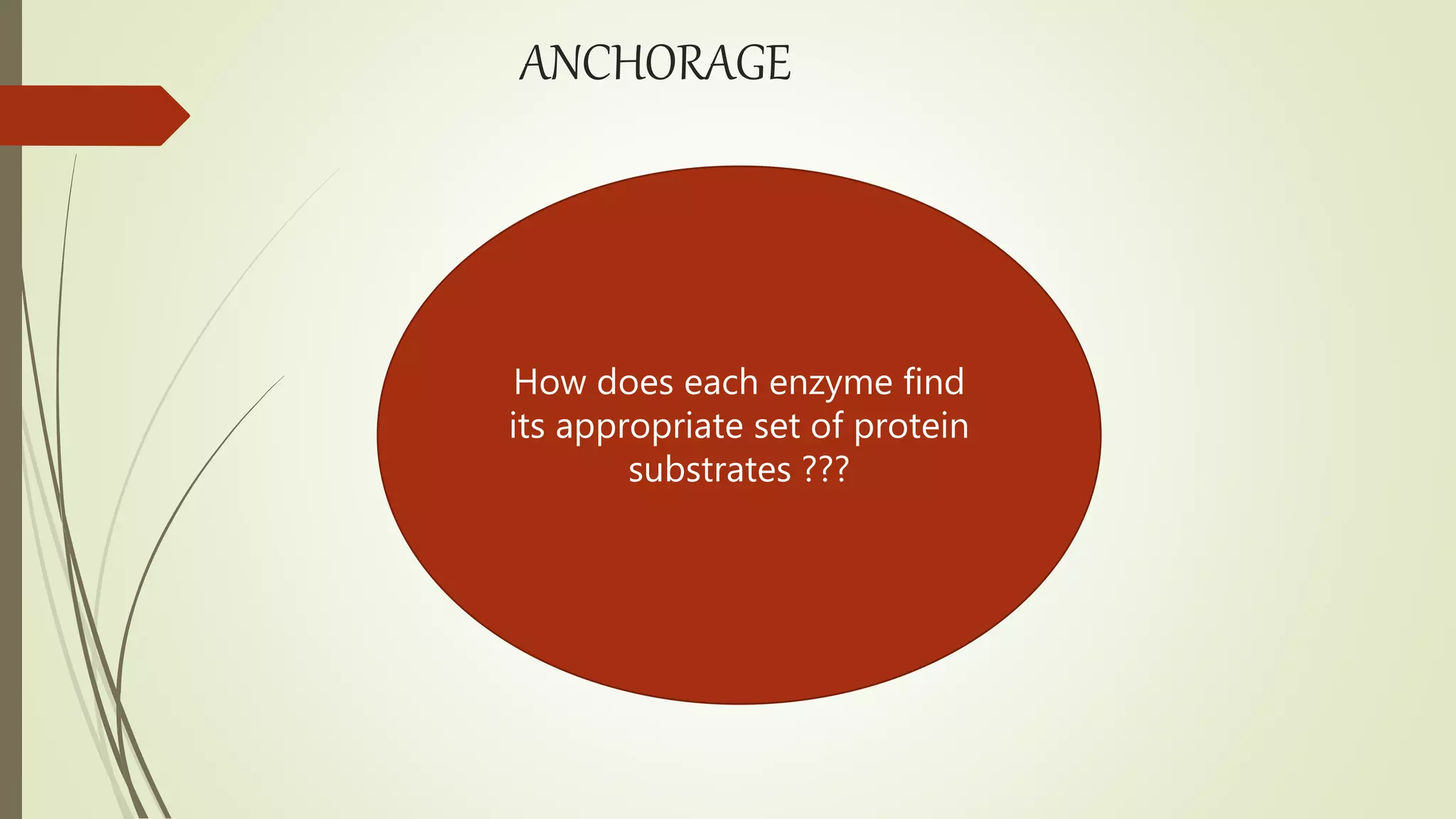 ANCHORAGE
How does each enzyme find
its appropriate set of protein
substrates ???
 