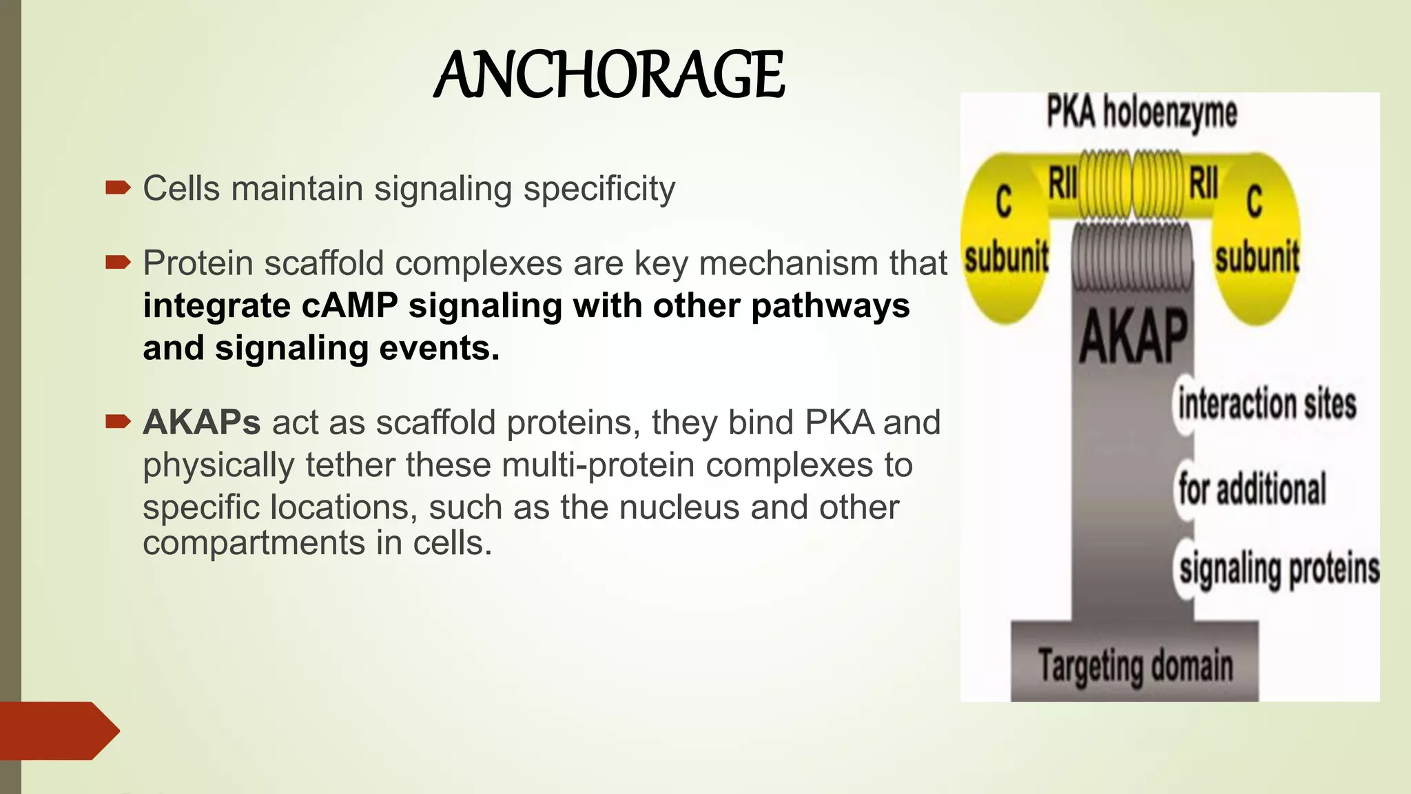  Cells maintain signaling specificity
 Protein scaffold complexes are key mechanism that
integrate cAMP signaling with other pathways
and signaling events.
 AKAPs act as scaffold proteins, they bind PKA and
physically tether these multi-protein complexes to
specific locations, such as the nucleus and other
compartments in cells.
ANCHORAGE
 