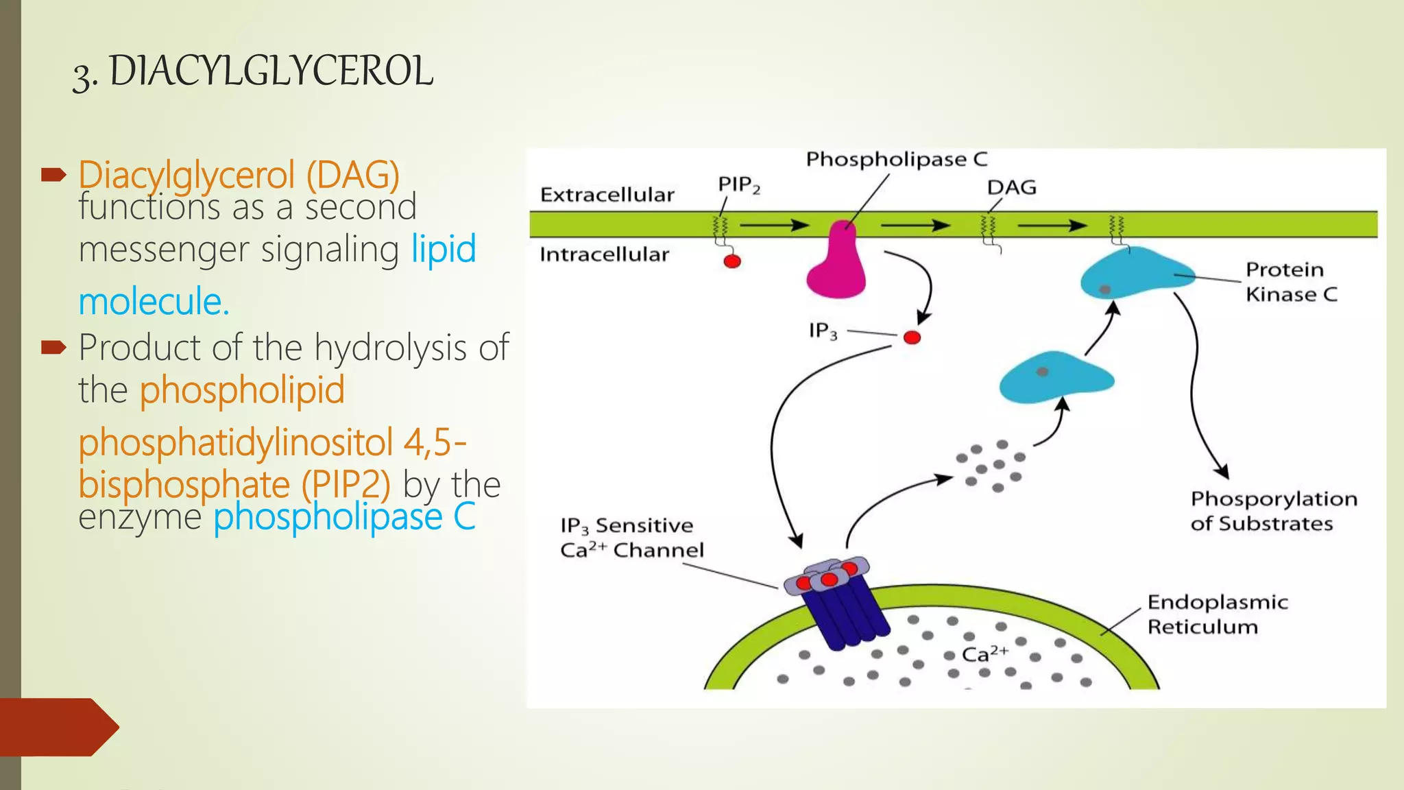 3. DIACYLGLYCEROL
 Diacylglycerol (DAG)
functions as a second
messenger signaling lipid
molecule.
 Product of the hydrolysis of
the phospholipid
phosphatidylinositol 4,5-
bisphosphate (PIP2) by the
enzyme phospholipase C
 