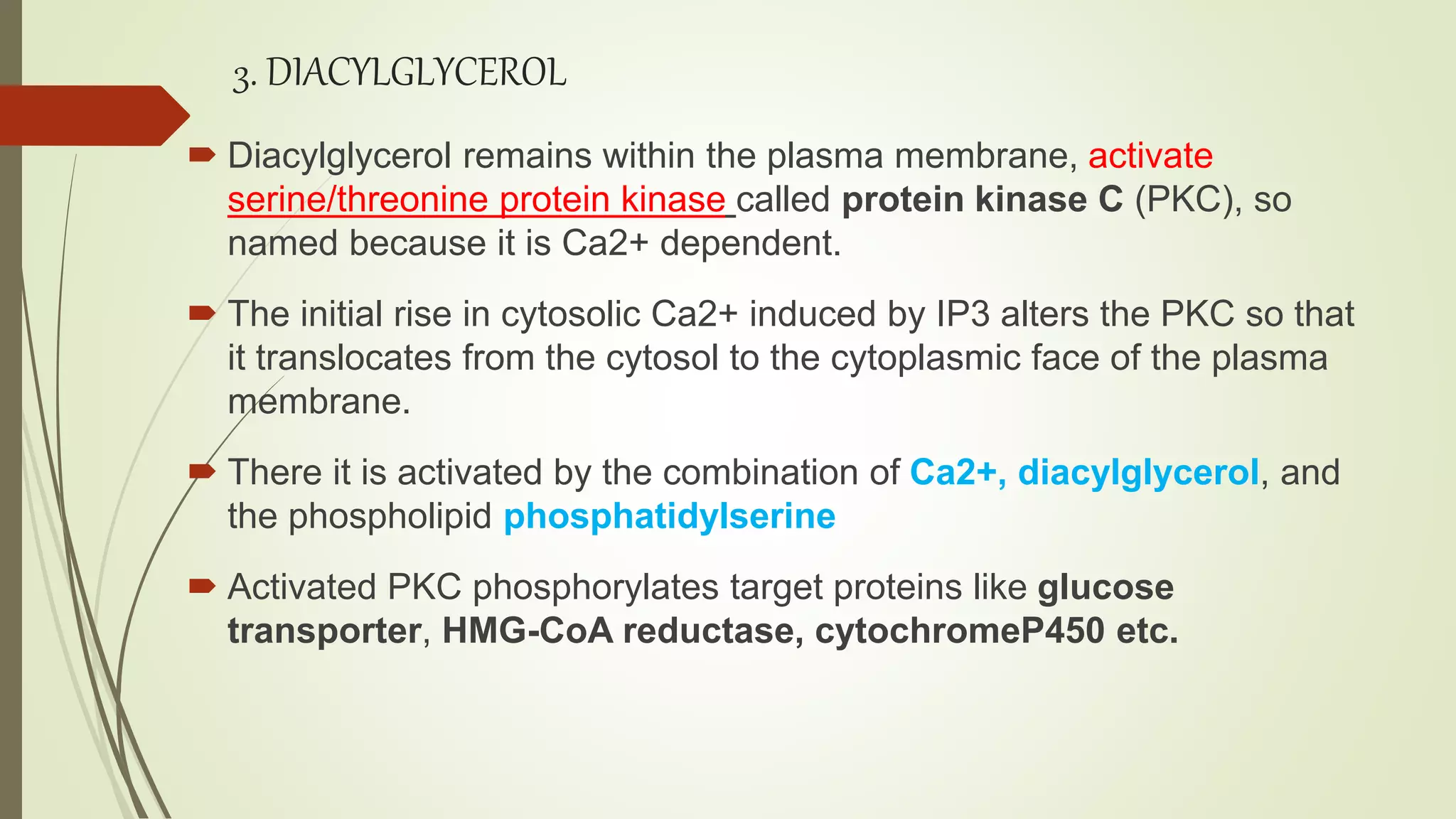  Diacylglycerol remains within the plasma membrane, activate
serine/threonine protein kinase called protein kinase C (PKC), so
named because it is Ca2+ dependent.
 The initial rise in cytosolic Ca2+ induced by IP3 alters the PKC so that
it translocates from the cytosol to the cytoplasmic face of the plasma
membrane.
 There it is activated by the combination of Ca2+, diacylglycerol, and
the phospholipid phosphatidylserine
 Activated PKC phosphorylates target proteins like glucose
transporter, HMG-CoA reductase, cytochromeP450 etc.
3. DIACYLGLYCEROL
 
