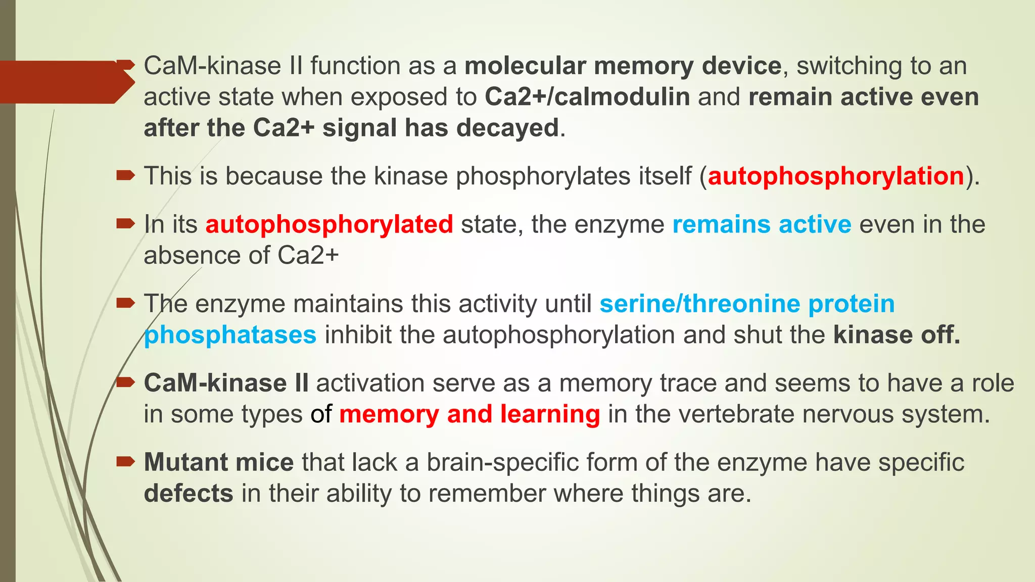  CaM-kinase II function as a molecular memory device, switching to an
active state when exposed to Ca2+/calmodulin and remain active even
after the Ca2+ signal has decayed.
 This is because the kinase phosphorylates itself (autophosphorylation).
 In its autophosphorylated state, the enzyme remains active even in the
absence of Ca2+
 The enzyme maintains this activity until serine/threonine protein
phosphatases inhibit the autophosphorylation and shut the kinase off.
 CaM-kinase II activation serve as a memory trace and seems to have a role
in some types of memory and learning in the vertebrate nervous system.
 Mutant mice that lack a brain-specific form of the enzyme have specific
defects in their ability to remember where things are.
 