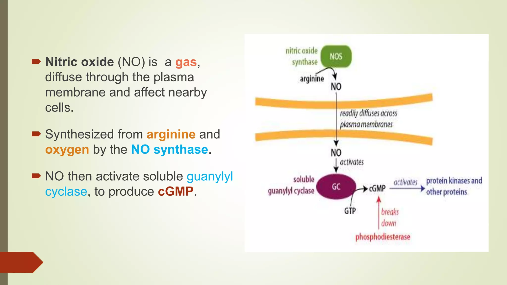  Nitric oxide (NO) is a gas,
diffuse through the plasma
membrane and affect nearby
cells.
 Synthesized from arginine and
oxygen by the NO synthase.
 NO then activate soluble guanylyl
cyclase, to produce cGMP.
 