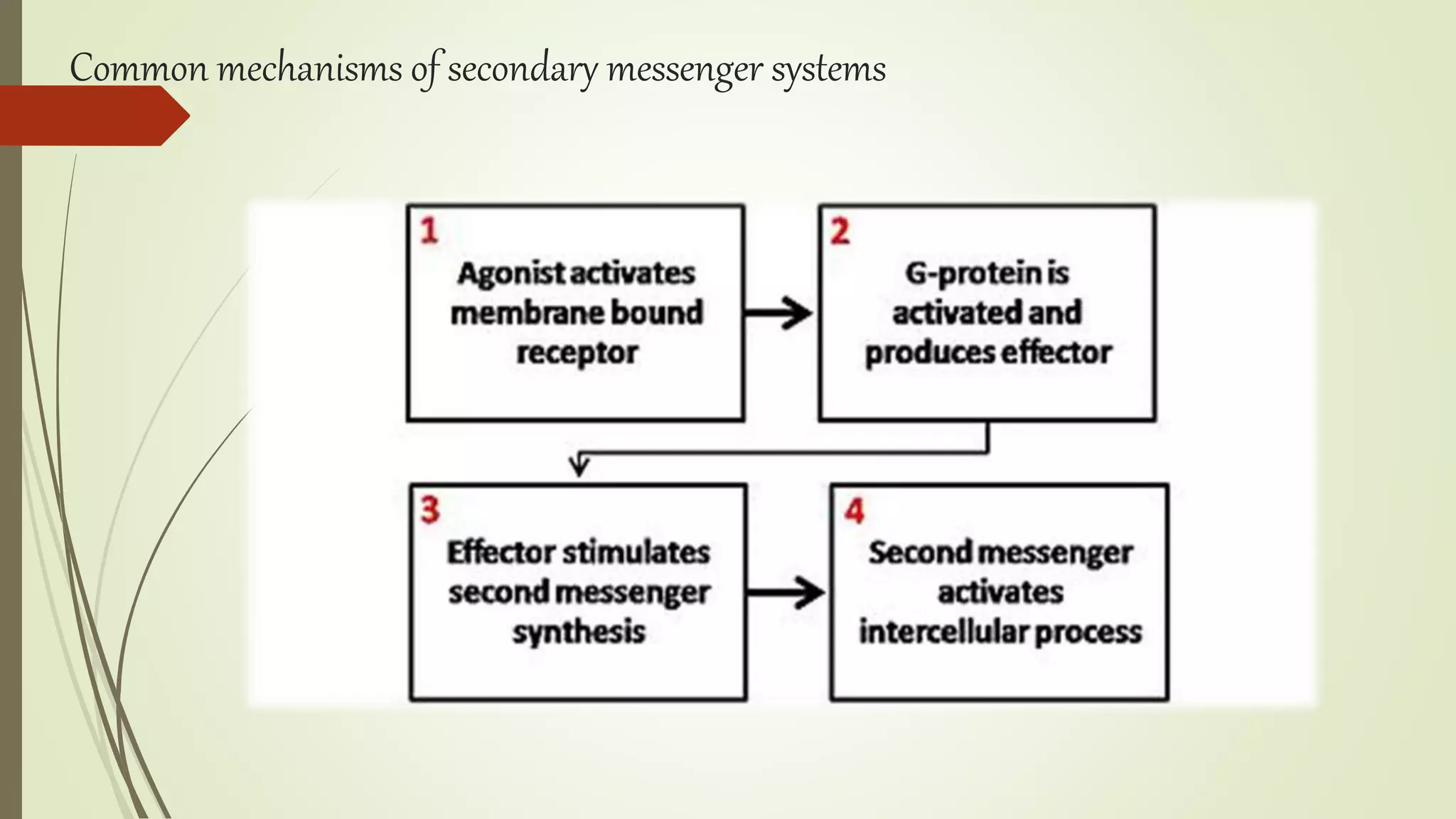 Common mechanisms of secondary messenger systems
 
