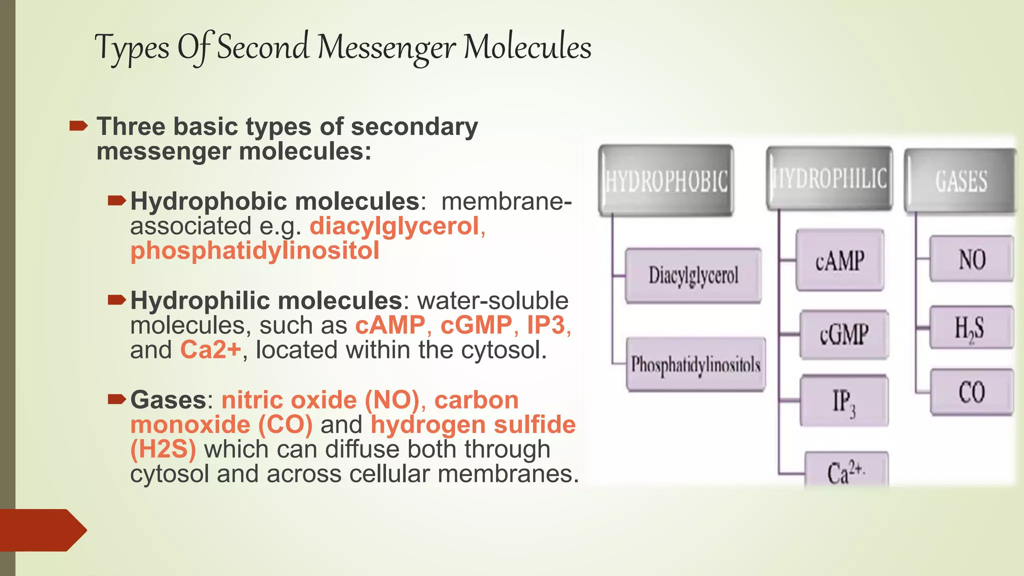 Types Of Second Messenger Molecules
 Three basic types of secondary
messenger molecules:
Hydrophobic molecules: membrane-
associated e.g. diacylglycerol,
phosphatidylinositol
Hydrophilic molecules: water-soluble
molecules, such as cAMP, cGMP, IP3,
and Ca2+, located within the cytosol.
Gases: nitric oxide (NO), carbon
monoxide (CO) and hydrogen sulfide
(H2S) which can diffuse both through
cytosol and across cellular membranes.
 