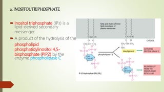 Pip2 Inositol Second messenger system | PPTX