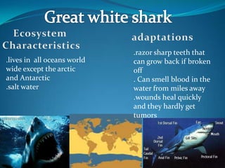 .razor sharp teeth that
.lives in all oceans world   can grow back if broken
wide except the arctic       off
and Antarctic                . Can smell blood in the
.salt water                  water from miles away
                             .wounds heal quickly
                             and they hardly get
                             tumors
 