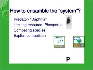 How to ensamble the “system”?
 Predator­ “Daphnia” 
 Limiting resource­ Phosporus
 Competing species
 Explicit competition    Group I       Group
                                       VII




                                   P
 