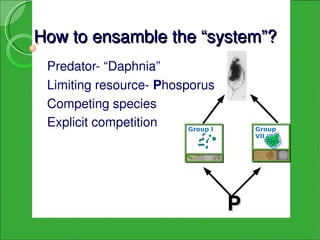 How to ensamble the “system”?
 Predator­ “Daphnia” 
 Limiting resource­ Phosporus
 Competing species
 Explicit competition    Group I       Group
                                       VII




                                   P
 