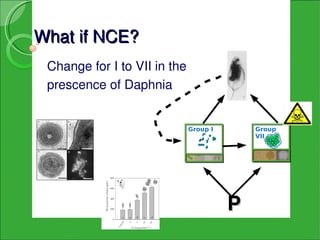 What if NCE?
 Change for I to VII in the 
 prescence of Daphnia


                           Group I       Group
                                         VII




                                     P
 