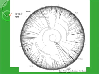 You are 
here




           David M. Hillis, Derrick Zwickl, and Robin Gutell, 
           University of Texas. 
 
