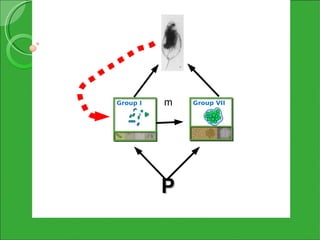 Group I   m   Group VII




          P
 