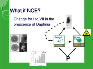 Lets put some maths!
 Change for I to VII in the 
 prescence of Daphnia (m)


                          Group I       Grou...