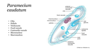 Paramecium
caudatum
• Cilia
• Pellicle
• Trichocysts
• Food vacuole
• Contractile vacuole
• Micronucleus
• Macronucleos
 