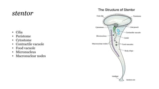 stentor
• Cilia
• Peristome
• Cytostome
• Contractile vacuole
• Food vacuole
• Micronucleus
• Macronuclear nodes
 