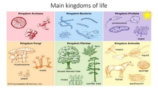 Main kingdoms of life
 