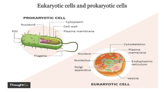 Eukaryotic cells and prokaryotic cells
 